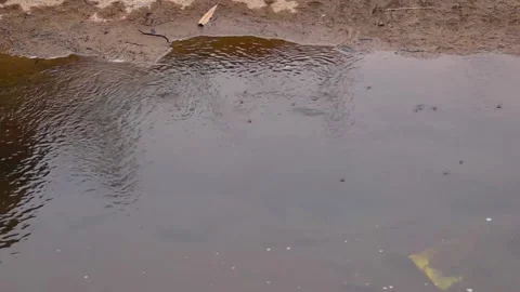 Top angle shot of river water and insects are swimming Stock Footage 168345399