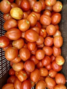 Top Angle Shot of Tomato in a vegetable bucket. Tomato's in a bucket. Stock Photos