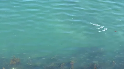 Top angle Two groups of fishes swimming in the sea Stock Footage 137073096