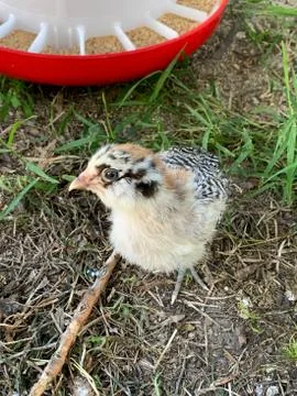 Top angle view of a Baby Easter egger chick Stock Photos