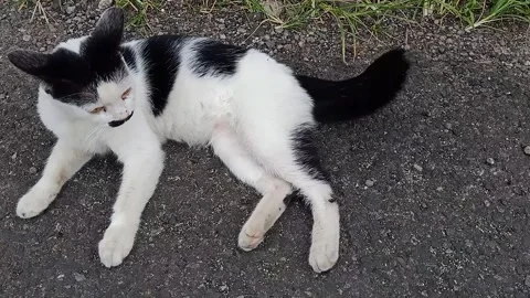 Top Angle View of Cat Resting and Licking on Street Stock Footage 329177747