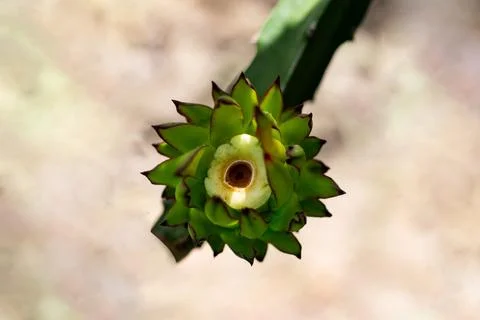 Top angle view of dragon fruit. This fruit is not suitable for raw food Foto stock