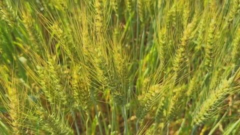 Top Angle View of Green Wheat Heads in Field Stock Footage 333995147