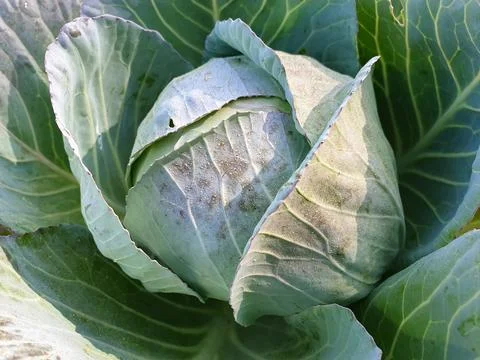 Top angle view of growing cabbage, Closeup shot of cabbage in the field  Stock Photos