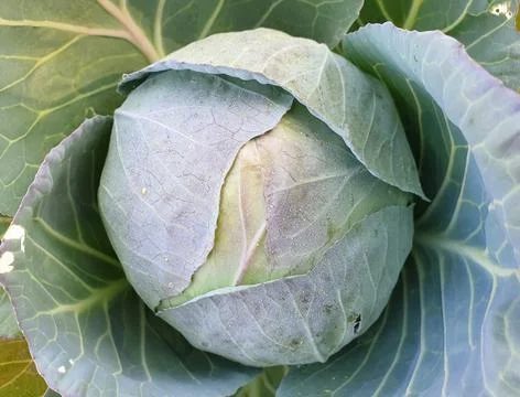 Top angle view of growing cabbage, Closeup shot of cabbage in the field  Stock Photos