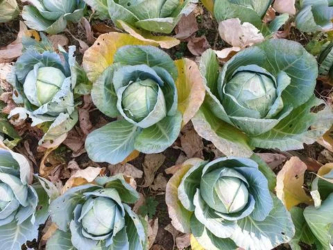 Top angle view of growing cabbage in autumn find Foto stock