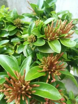 A Top angle view of ixora buds with green leaves. Stock Photos