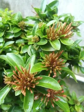 A Top angle view of Ixora buds with green leaves. Stock Photos