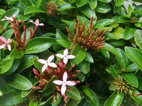 The top angle view of ixora flower and its buds. Stock Photos