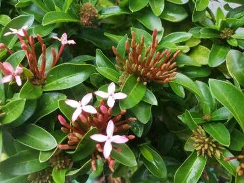 The Top angle view of Ixora flower and its buds. Stock Photos