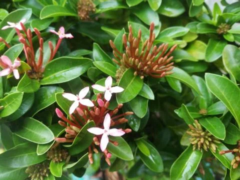 The Top angle view of Ixora flower and its buds with green leaves. Foto stock