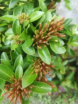 A Top angle view of ixora flower buds with sharp edges. Stock Photos