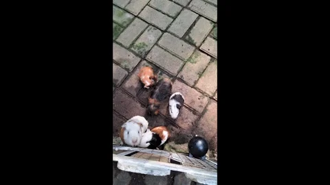 Top Angle View of Multiple Guinea Pigs Gathering for Food Stock Footage 339619550