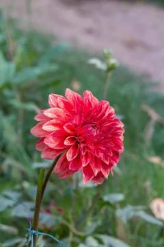 Top Angle View Of Red Daisy Flower In The Park Over Green Blur Garden Backgro Stock Photos