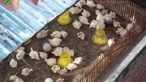 Top angle view of white chicken farm. Modern poultry farm Stock Footage 210852132