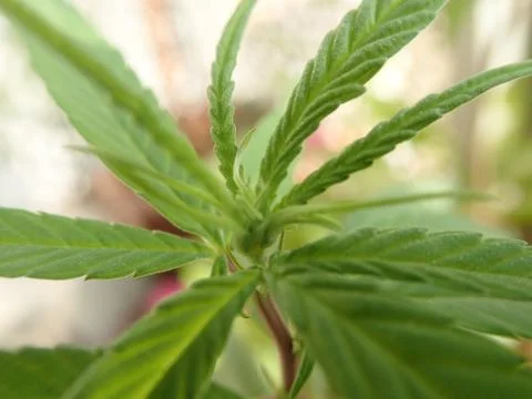 Top Angular macro shot of  Marijuana Plant Stock Photos