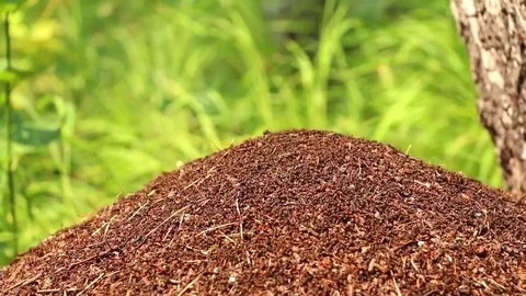 Top of anthill in forest on grass background Stock Footage 71033246