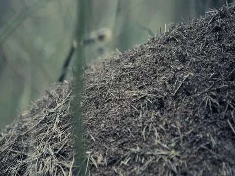 Top Of The Ants Nest Video stock 74611227