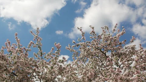 Top of apple tree with splendid pink blossom Vídeo Stock 39347900