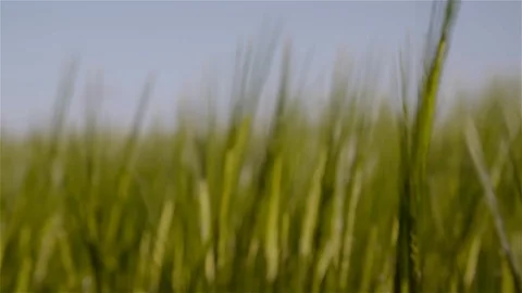 Top of a barley field in springtime Stock Footage 93783054
