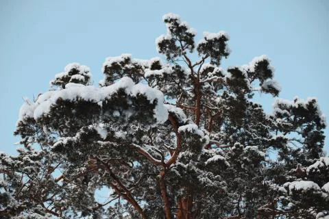 The top of a beautiful pine tree against a blue sky Stock Photos
