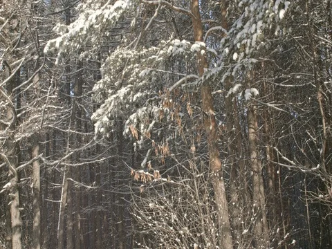 The top of a beautiful snow-covered pine tree against the blue sky. Stock Footage 84701054