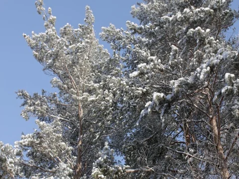 The top of a beautiful snow-covered pine tree against the blue sky. Stock Footage 84701470