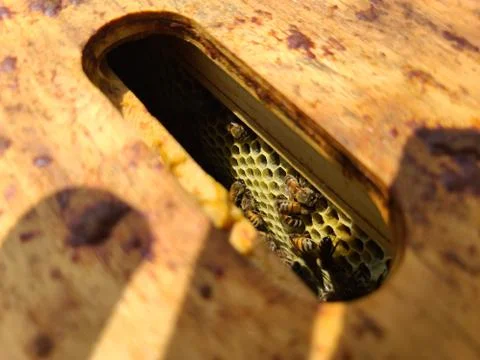 Top of a bee hive Stock Photos