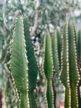 Top of the big cacti Stock Photos