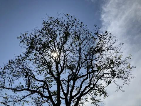 The top of the big dried tree with the sun shining through it Stock Photos