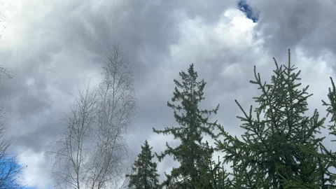 The top of a big spruce tree swaying in the wind against the clouds Stock Footage 305876525