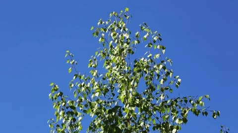 The top of a birch tree against the sky. Fresh leaves are swaying in the wind. Stock Footage 194323131