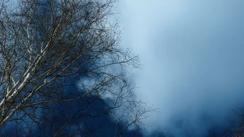 Top of a birch tree with verdant branches Stock Footage 107043994