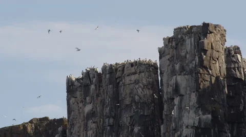 Top of Bird Cliff - Nesting Kittiwakes Stock Footage 52884015