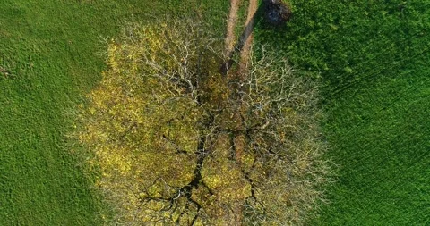 Top, birds eye view of trees growing on grassland meadow field Stock Footage 145982284