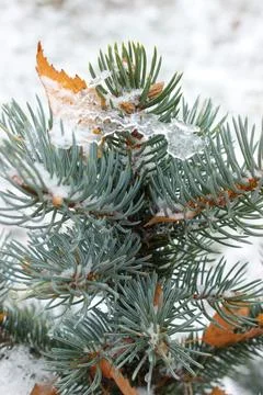 The top of a blue Christmas tree on a background of early snow Stock Photos