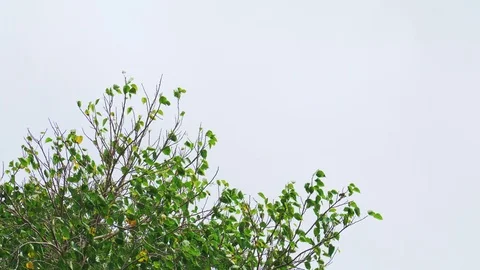 The top of Bodhi tree with clear sky Stock Footage 87811865