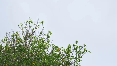 The top of Bodhi tree with clear sky Stock Footage 87813437