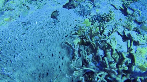 Top to bottom aerial view to various coral of Acropora and Montipora swimming ar Stock Footage 314266241