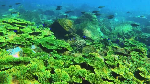 Top to bottom view to bright green table branching and digitate Staghorn corals  Stock-Footage 238498532