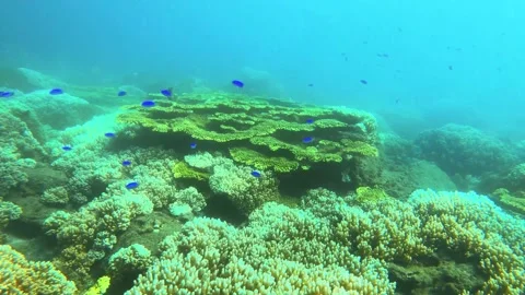 Top to bottom view to bright green table branching and digitate Staghorn leather Stock Footage 238500059