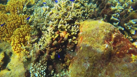 Top to bottom view of direct look to green and brown table branching and digitat Video stock 238498467