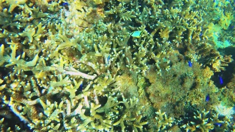 Top to bottom view of direct look to green and brown table branching and digitat Stock Footage 238498555