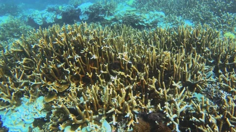 Top to bottom view of direct look to bleaching stressed brown table branching an Stock Footage 238499503