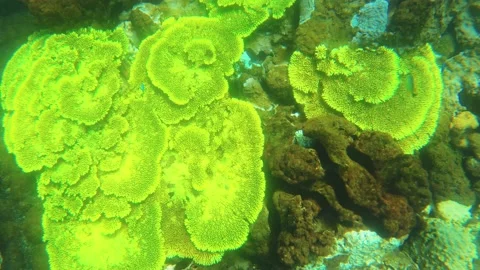 Top to bottom view of direct look to green table branching and digitate Staghorn Stock Footage 238500260