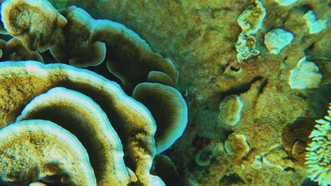 Top to bottom view to layers of giant table corals with digitate Staghorn corals Stock Footage 238499608