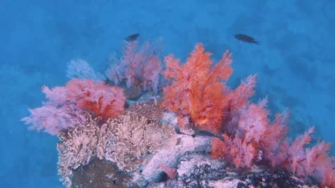 Top to bottom view of pink red gorgonian sea fan and finger leather corals growi Stock Footage 263017270