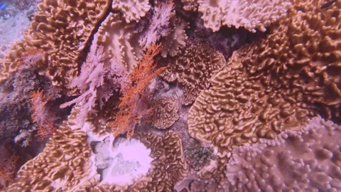 Top to bottom view of pink red gorgonian sea fan and finger leather corals growi 스톡 동영상 263017271