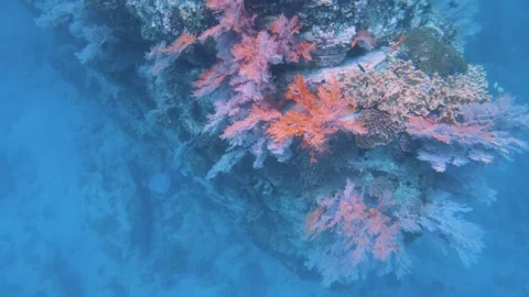 Top to bottom view of pink red gorgonian sea fan and finger leather corals growi Stock Footage 263017892