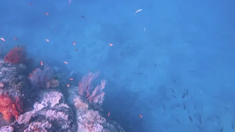 Top to bottom view of pink red gorgonian sea fan and finger leather corals growi Stock Footage 263019179
